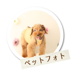 ペットフォト